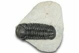 Detailed Austerops Trilobite - Ofaten, Morocco #287577-2